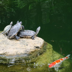 live turtles basking on stones at the pond