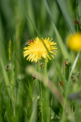 bee on dandelion