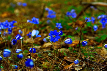 blue flowers in spring