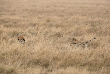 Obraz na płótnie Canvas Cheetah chasing a Thomson's Gazelle, Masai Mara, Kenya