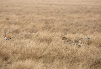 Cheetah chasing a Thomson's Gazelle, Masai Mara, Kenya
