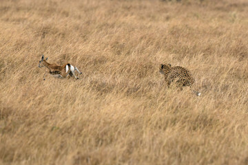 Cheetah chasing a Thomson's Gazelle, Masai Mara, Kenya