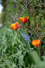 field of red tulips
