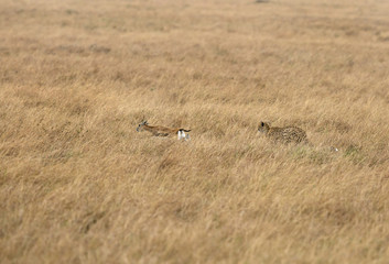 Cheetah chasing a Thomson's Gazelle, Masai Mara, Kenya