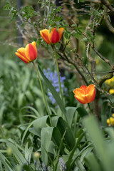 field of red tulips
