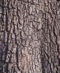 Karchevskaya Roshcha, the texture of the wood.