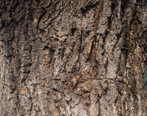 Karchevskaya Roshcha, the texture of the wood.