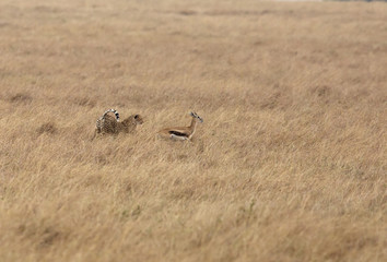 Cheetah chasing a Thomson's Gazelle, Masai Mara, Kenya