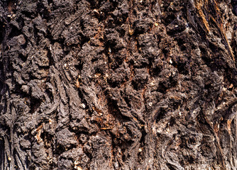 Karchevskaya Roshcha, the texture of the wood.
