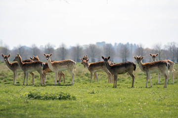 Naklejka na ściany i meble herd of fallow deer