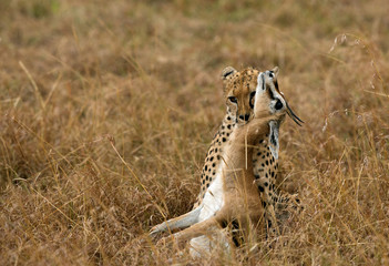 Cheetah choking a Thomson's Gazelle, Masai Mara
