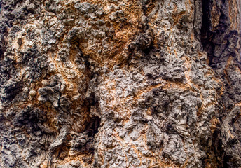 Karchevskaya Roshcha, the texture of the wood.