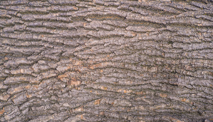 Karchevskaya Roshcha, the texture of the wood.