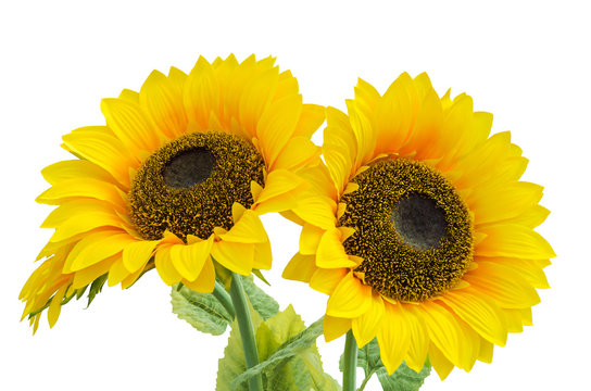 Two sunflower