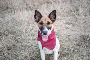 Naklejka na ściany i meble Portrait of a cute smooth fox terrier. Happy smiling puppy in bandana sitting on the grass and looking at the camera