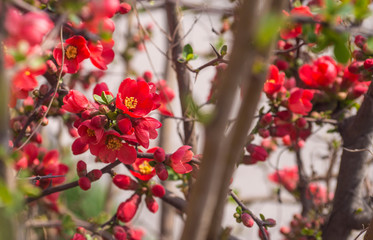 Flowers japonica Red joy.