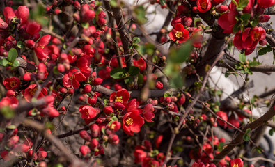 Obraz premium Flowers japonica Red joy.