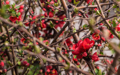 Obraz premium Flowers japonica Red joy.