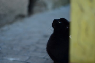 Black cat