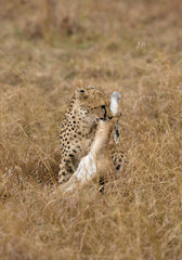 Cheetah choking a Thomson's Gazelle, Masai Mara