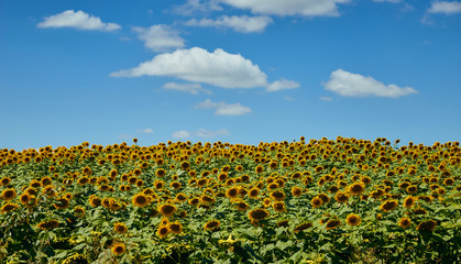 field of blooming bright yellow sunflowers on a summer day background 