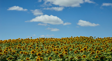 field of blooming bright yellow sunflowers on a summer day background 