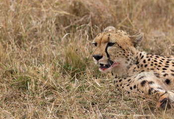 Cheetah in the grassland of Masai Mara 