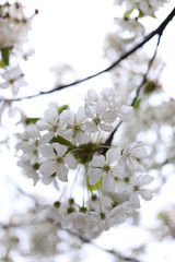 Close-up of a cherry blossom in spring