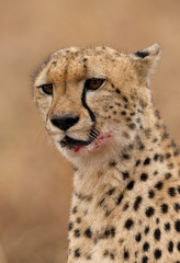 Red stain on Cheetah mouth after eating her meal