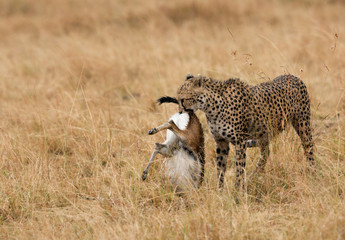 Cheetah with a kill, Masai Mara