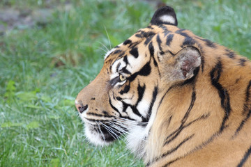 Königstiger / Royal Bengal Tiger / Panthera tigris tigris.