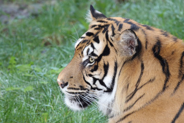 Königstiger / Royal Bengal Tiger / Panthera tigris tigris.