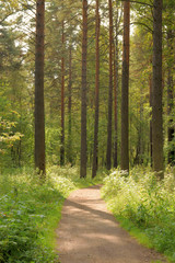 Fototapeta premium Forest landscape with a path