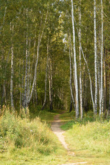 Forest landscape with a path