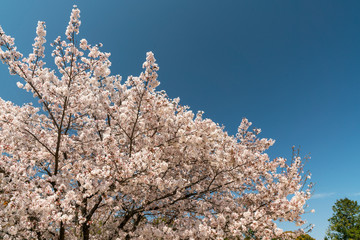 青空バックに咲く満開の桜
