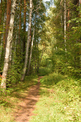 Fototapeta premium Krajobraz leśny ze ścieżką