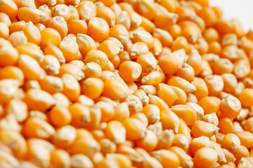 Golden corn seeds, background and texture of popcorn. Before watching a movie top view. Close-up