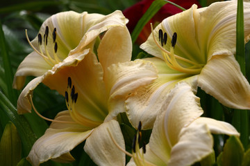 Fototapeta premium Several large white flowers of a hemerocallis of a grade White dragon.