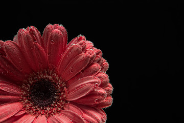 Red gerbera isolated on black background. Flower in water. Bubble flower under water.