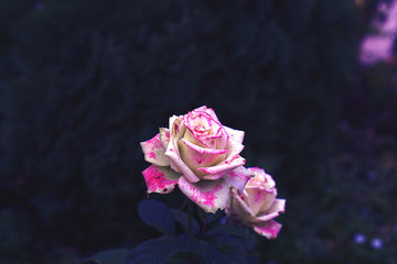 pink rose