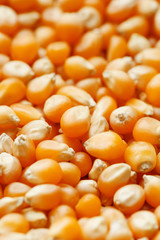 Golden corn seeds, background and texture of popcorn. Before watching a movie top view. Close-up