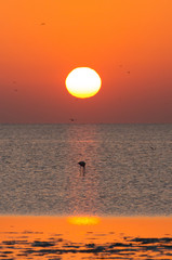 Greater Flamingo and sunrise, Bahrain 