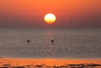 Greater Flamingos feeding during sunrise, Bahrain 