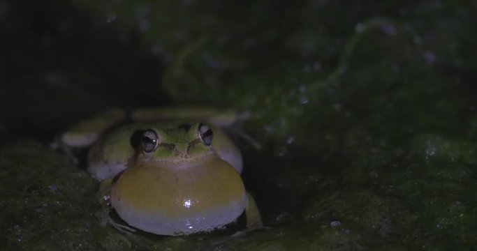 Close-Up: Lone Frog Ribbiting in The Dark in San Simeon, California