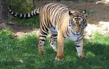 Fototapeta premium Königstiger / Royal Bengal Tiger / Panthera tigris tigris.