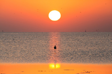 Greater Flamingo at sunrise, Bahrain 