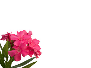 Isolated pink Oleander flowers with leaves on white background.