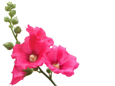Bright pink Hollyhocks flowers, isolated on white background.