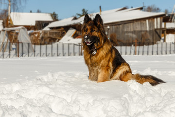 german shepherd dog, dog sits in the snow and looks away