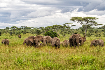 Fototapeta premium Elephant family on the plains, with green grass in the rainy season, of the Serengeti National Park in Tanzania